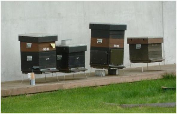Toiture verte extensive et installation de ruches sur le toit