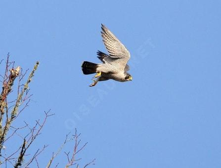 Slechtvalk  (Falco pelegrinus)